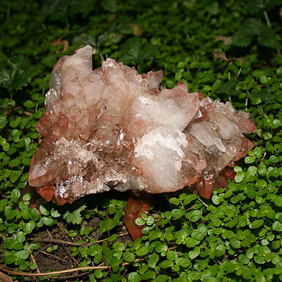 Pink Lemurian