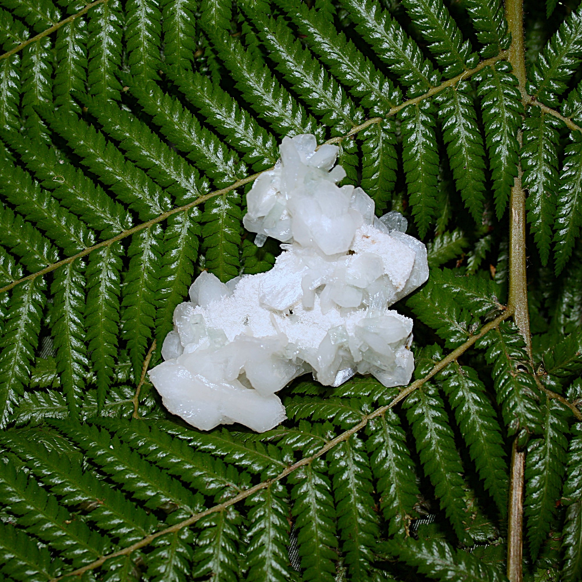 Green Apophylite and Stilbite Specimen