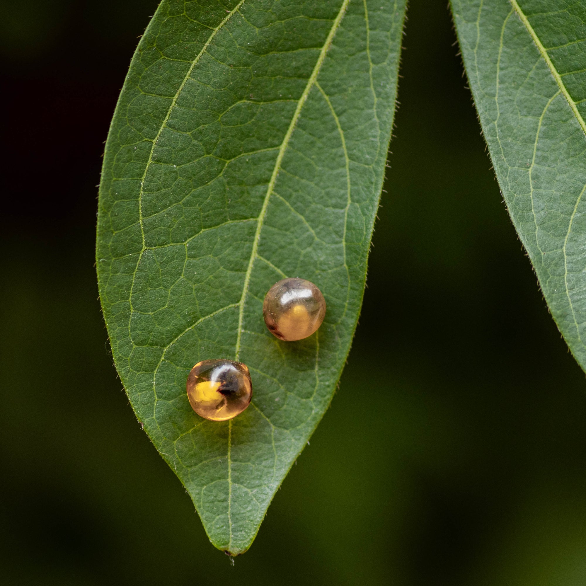 Amber Earrings