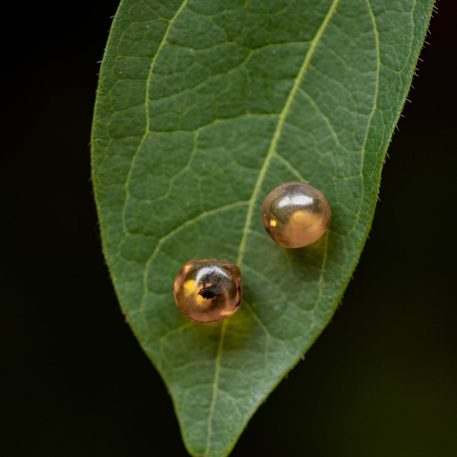 Amber Earrings