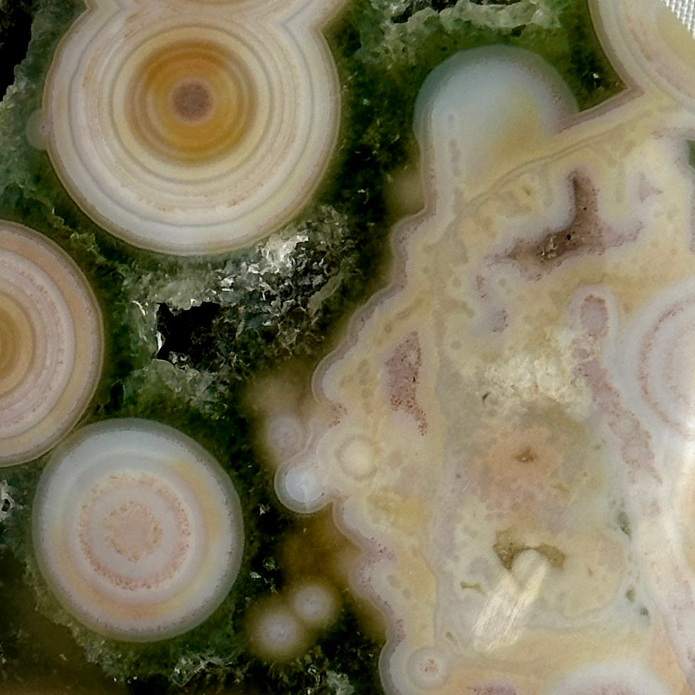 AAA Ocean Jasper Palm Stone