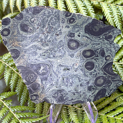 Kambaba Jasper Slab