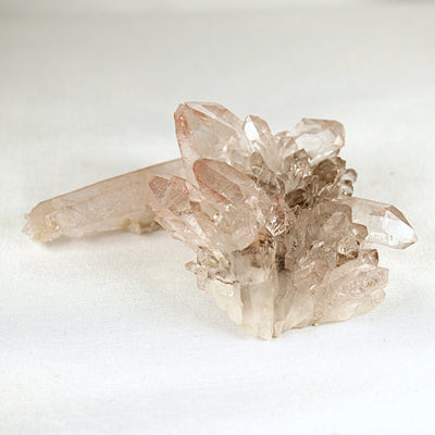 Pink Lemurian