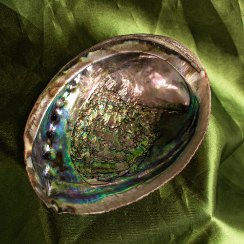 Black & Red Abalone Shell (Intuitively Chosen)