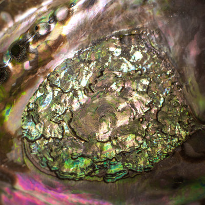 Black Abalone Shell (Intuitively Chosen)