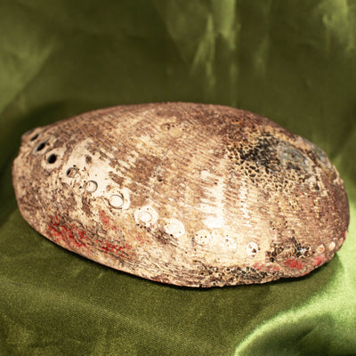 Black Abalone Shell (Intuitively Chosen)