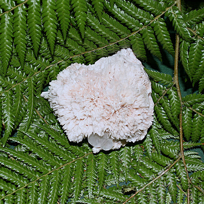 Spiked Scolecite with Green Zeolite