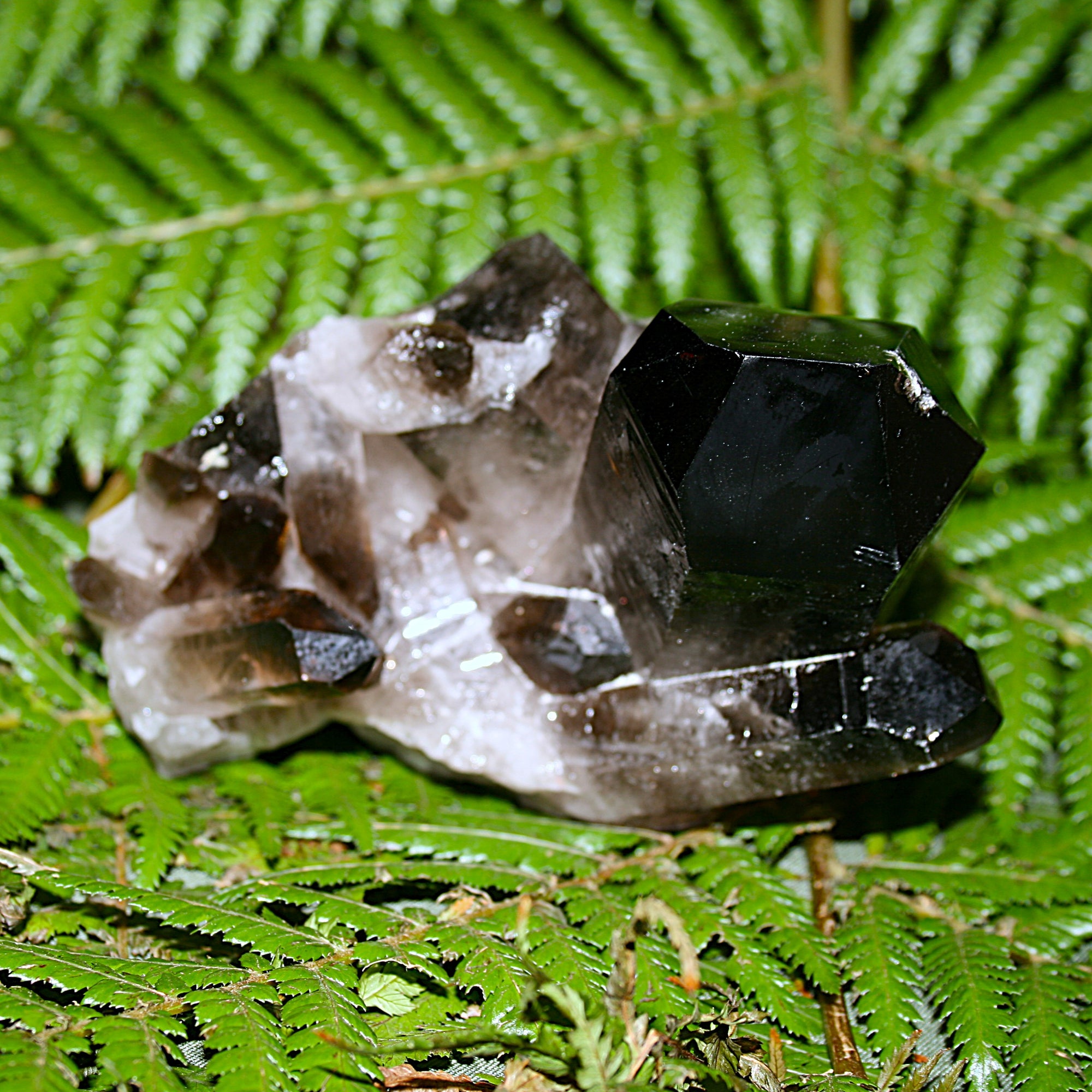 Smoky Quartz Cluster