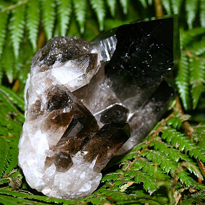 Smoky Quartz Cluster