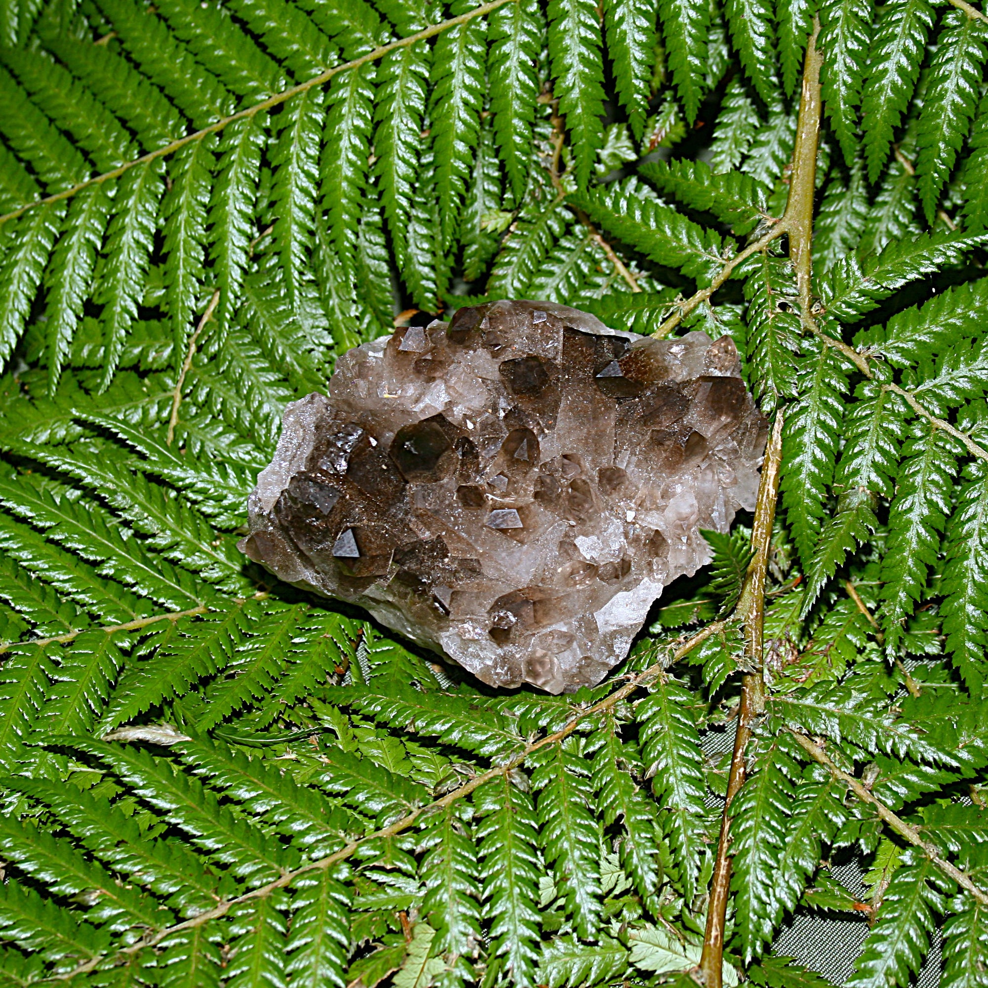 Smoky Quartz Cluster