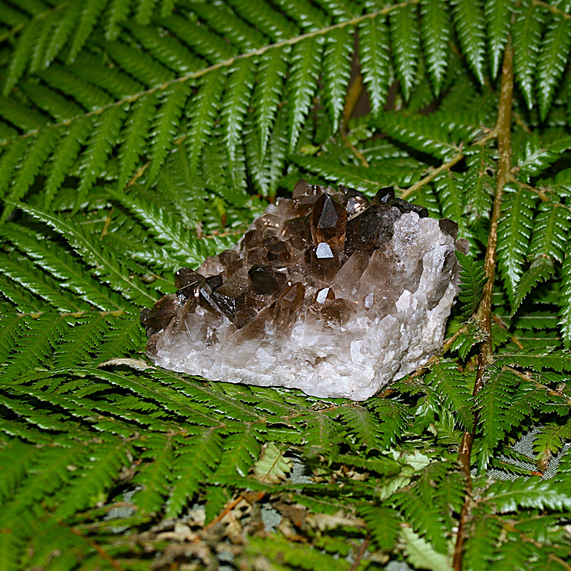 Smoky Quartz Cluster