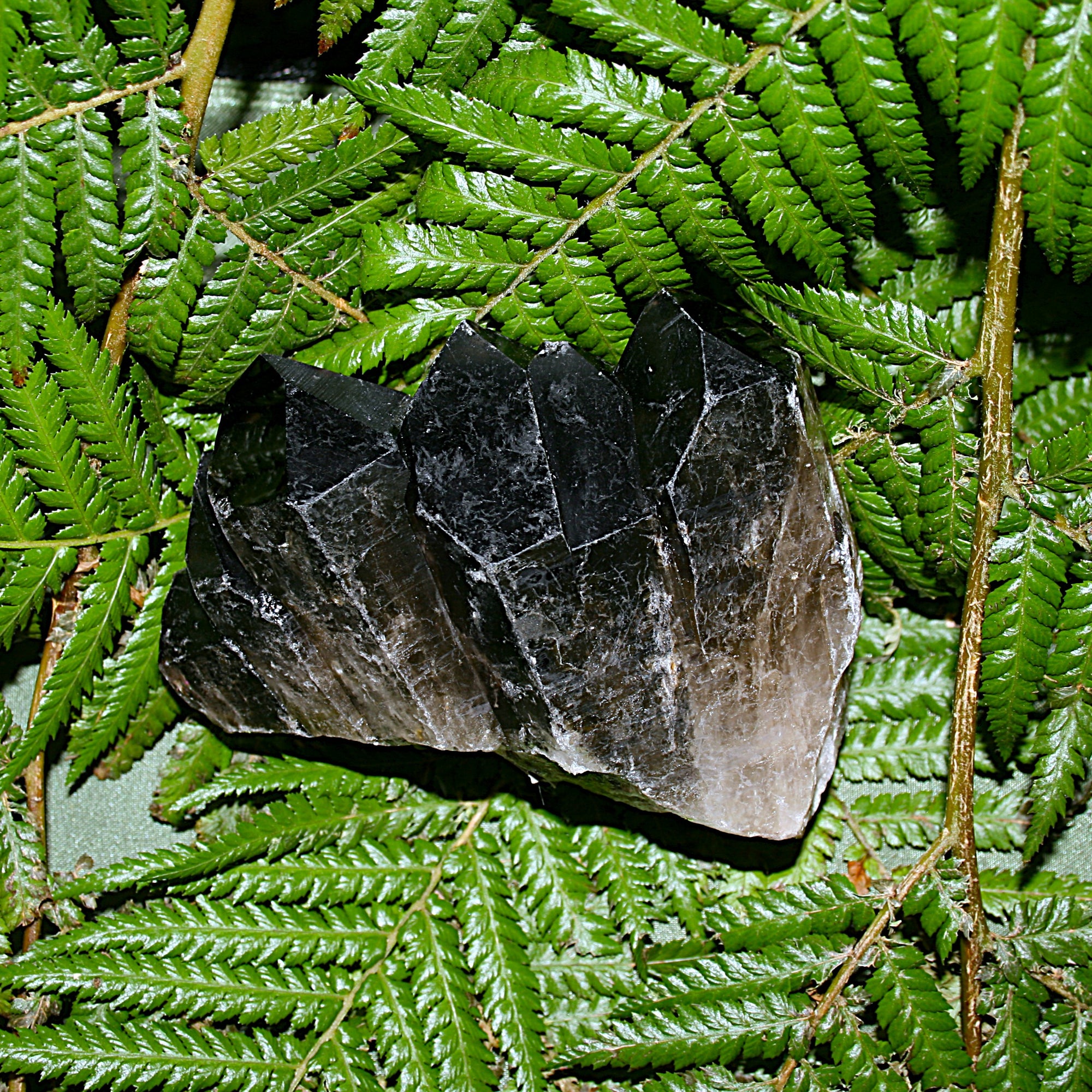 Smoky Quartz Cluster