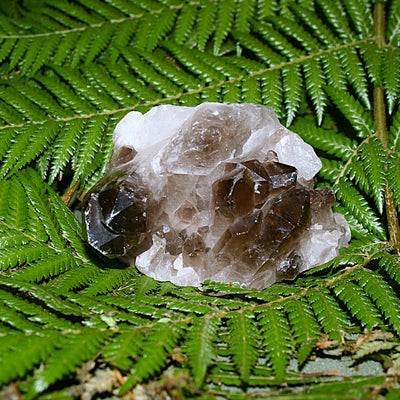 Smoky Quartz Cluster