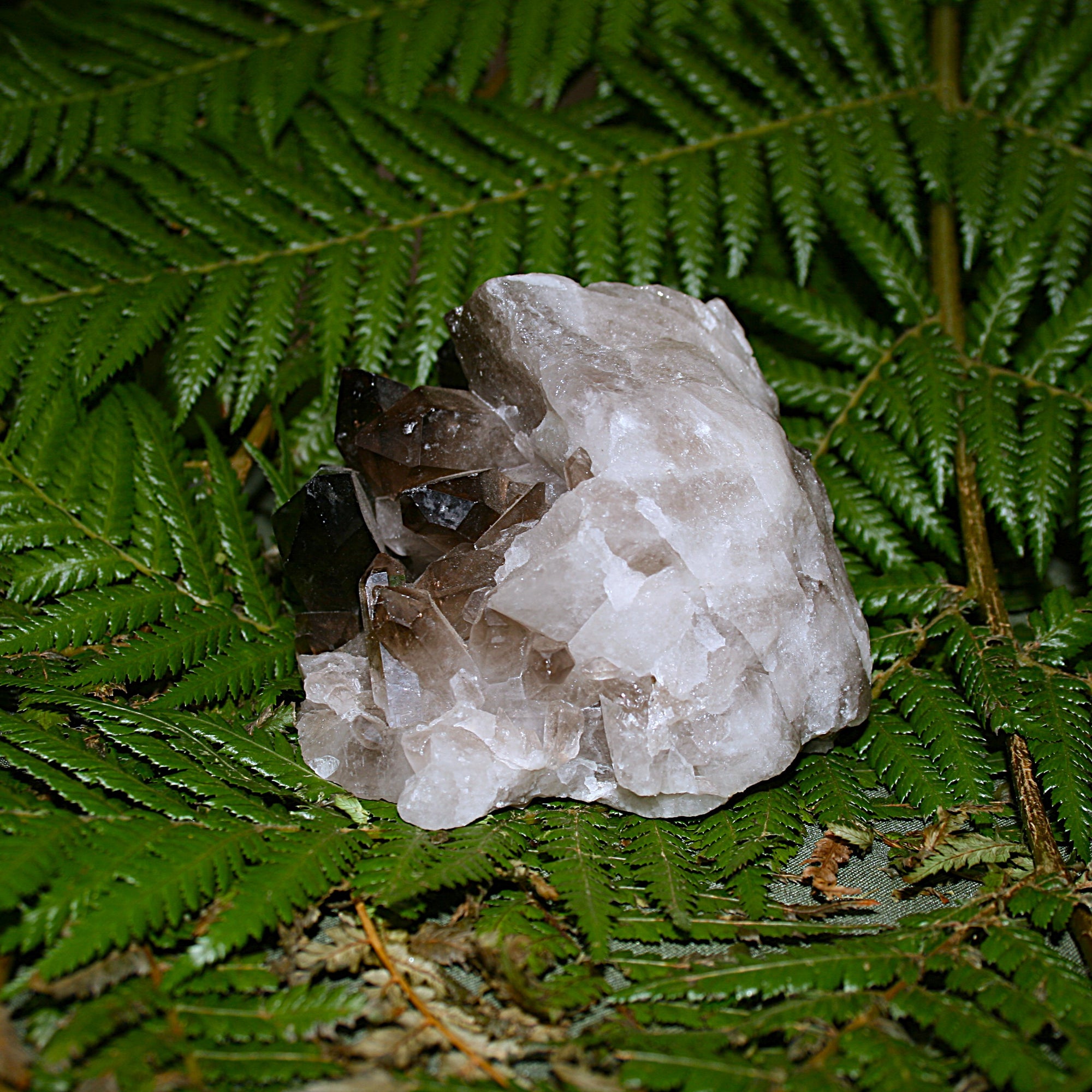 Smoky Quartz Cluster