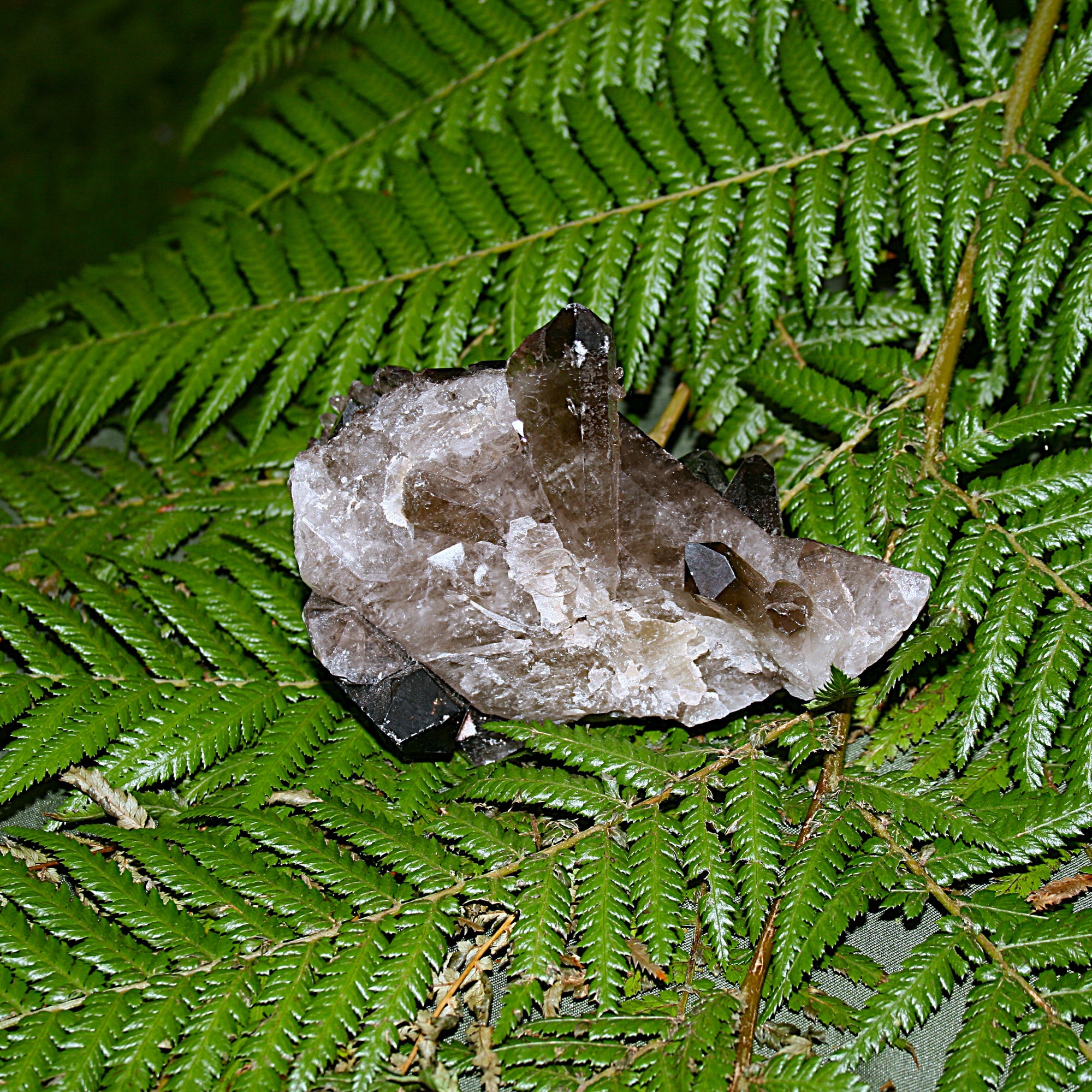 Smoky Quartz Cluster
