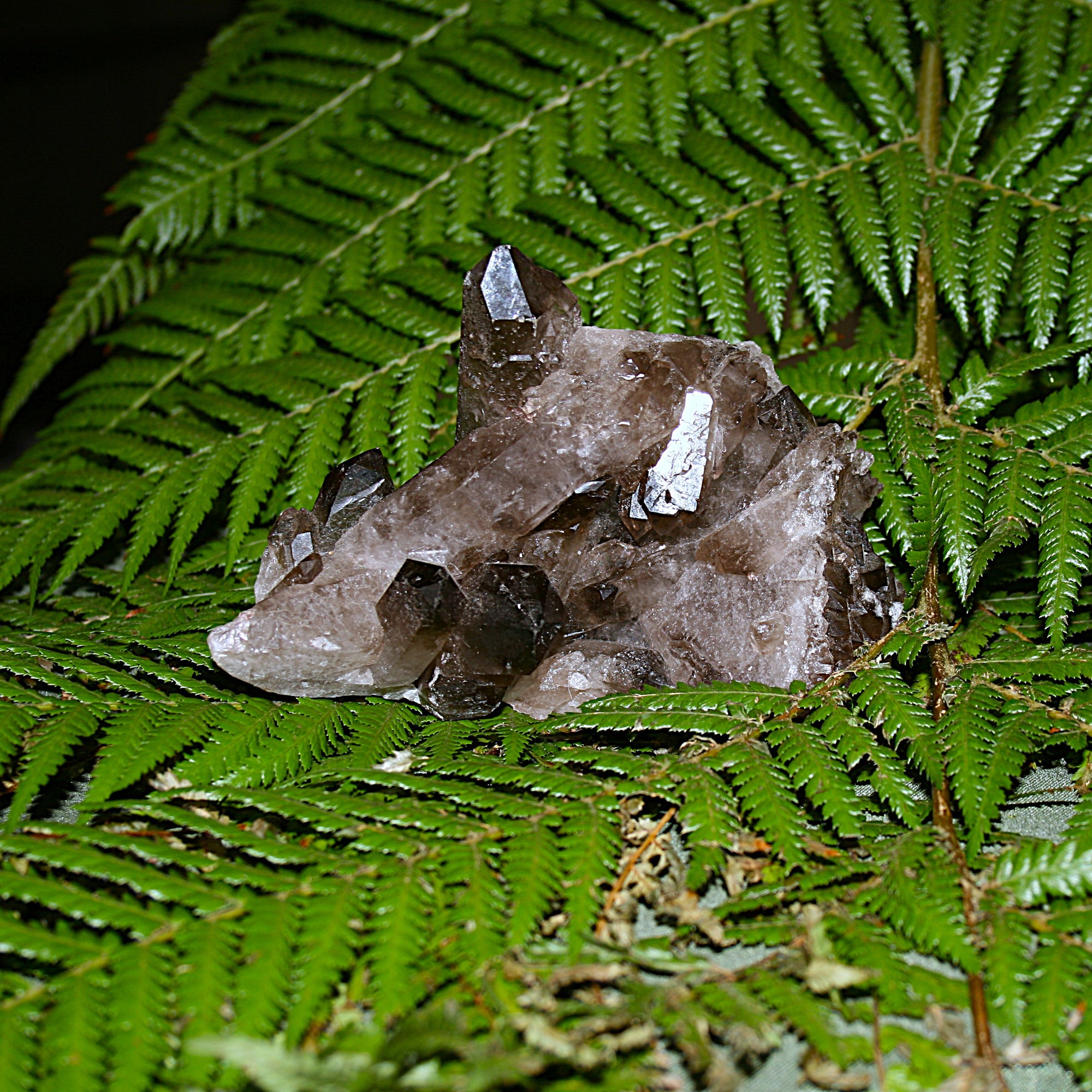 Smoky Quartz Cluster