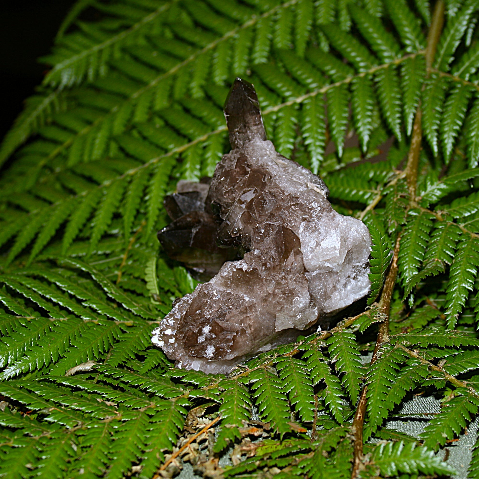 Smoky Quartz Cluster
