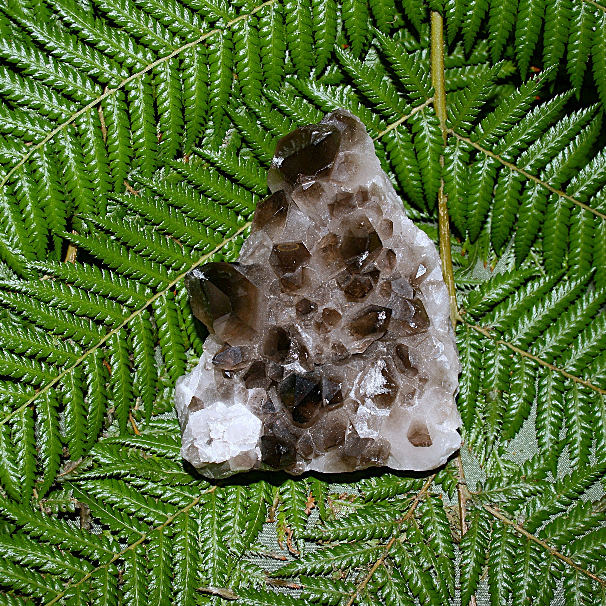 Smoky Quartz Cluster