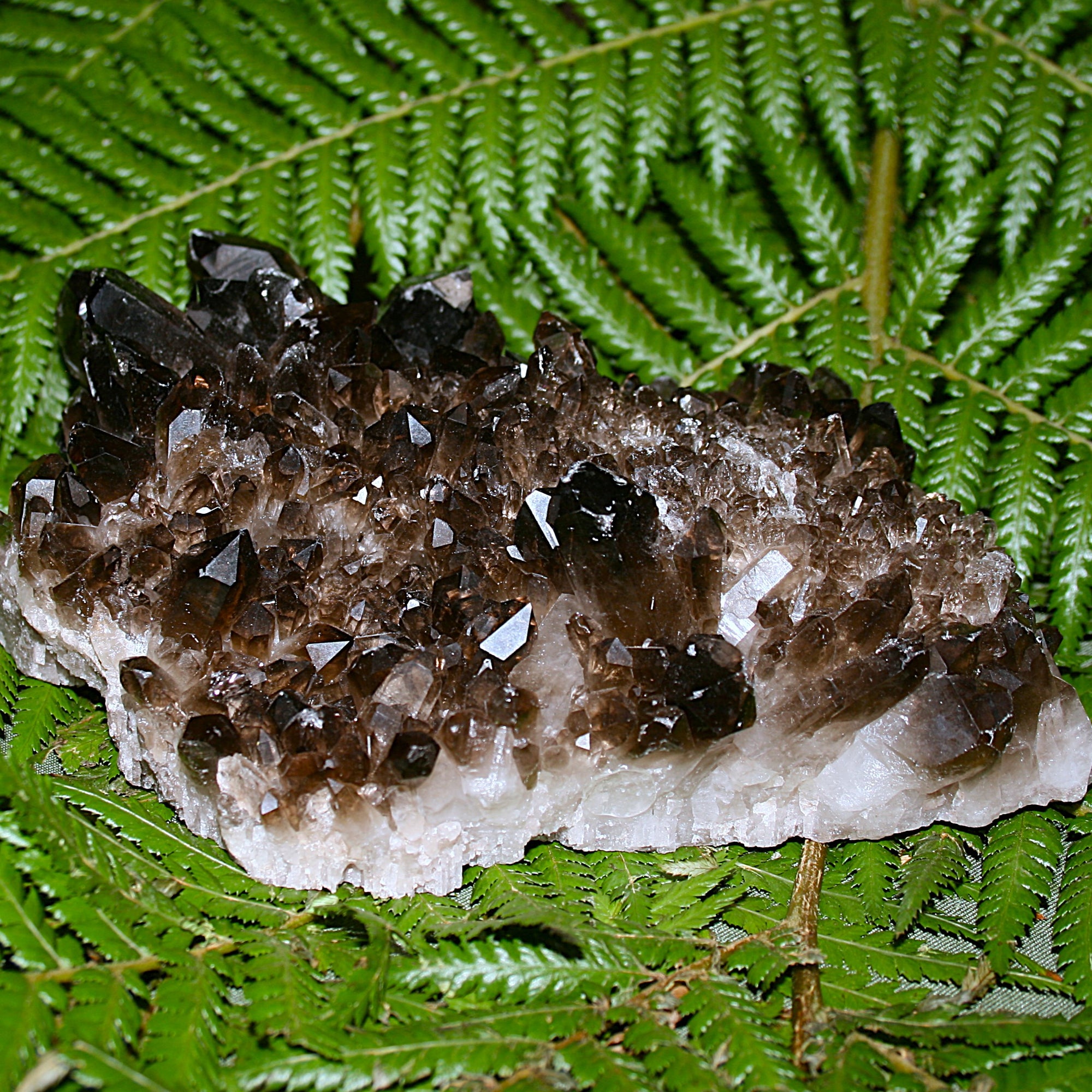 Smoky Quartz Cluster