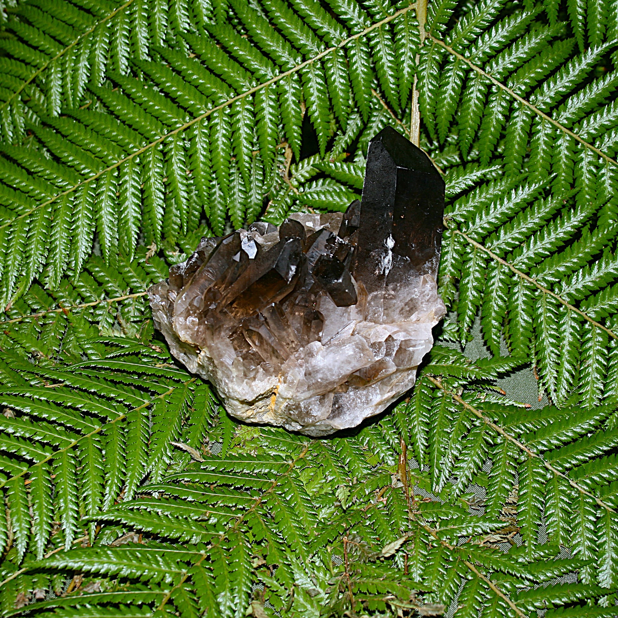 Smoky Quartz Cluster