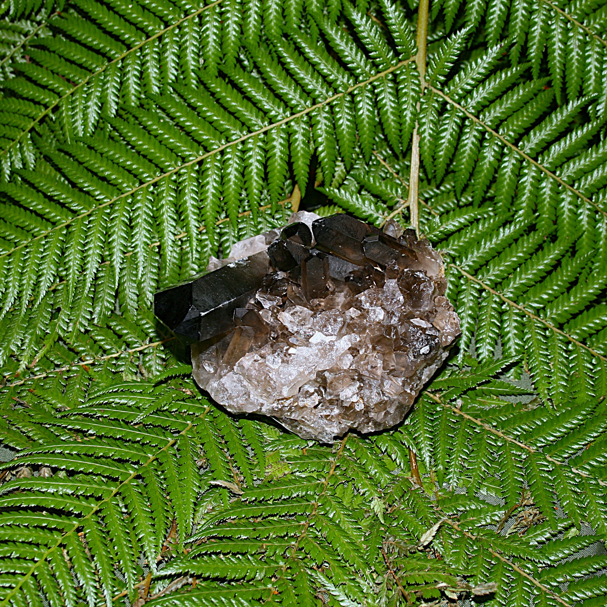 Smoky Quartz Cluster