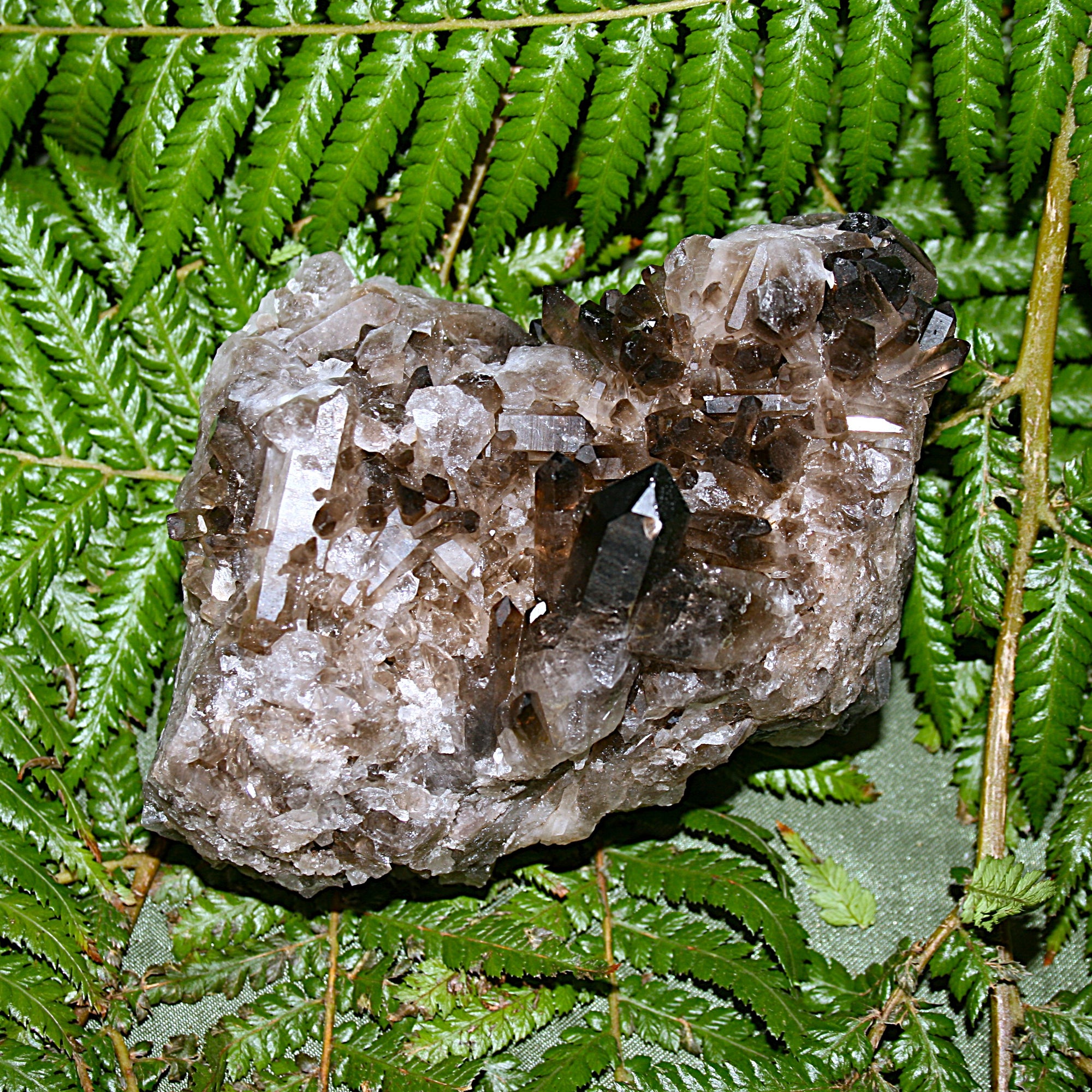 Smoky Quartz Cluster
