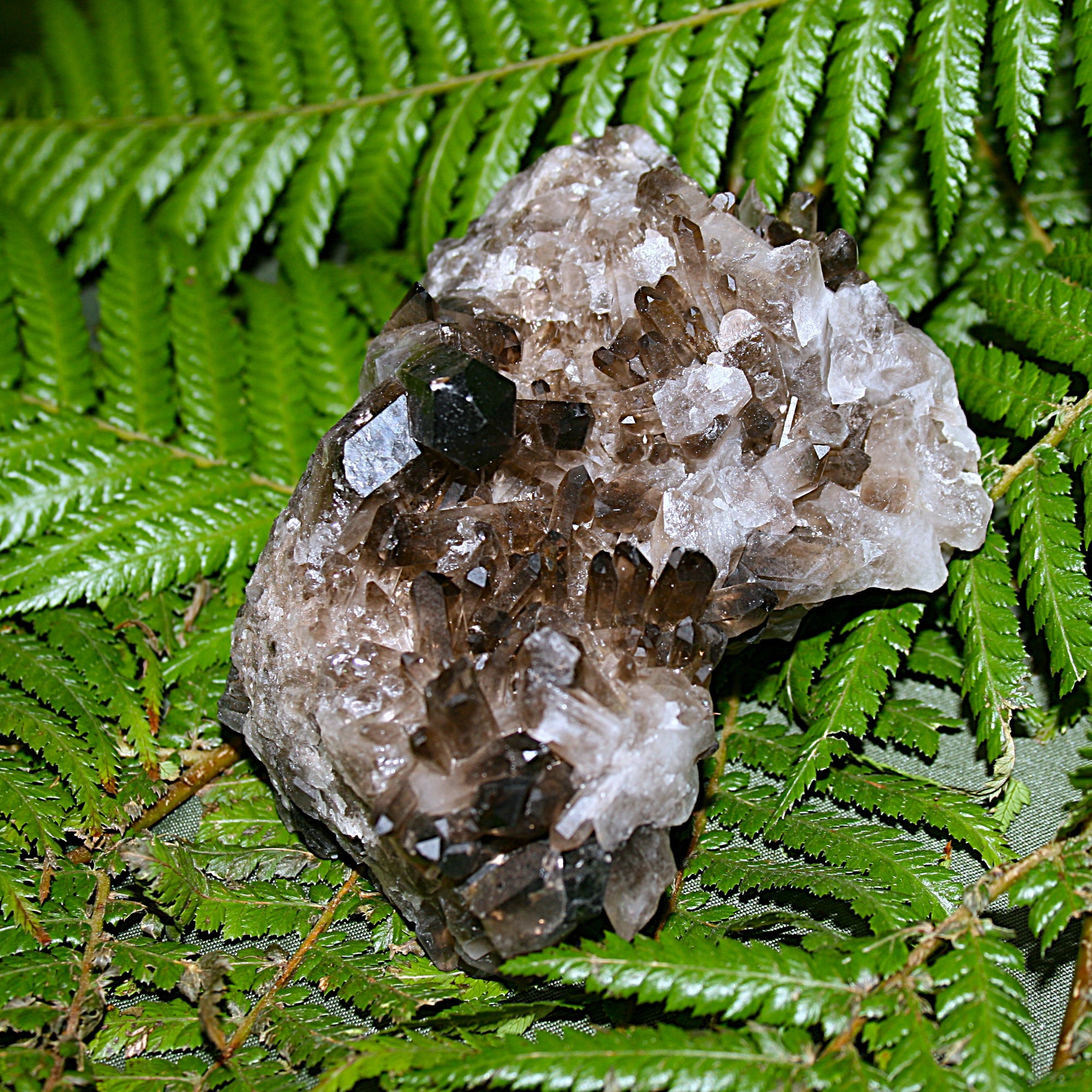 Smoky Quartz Cluster