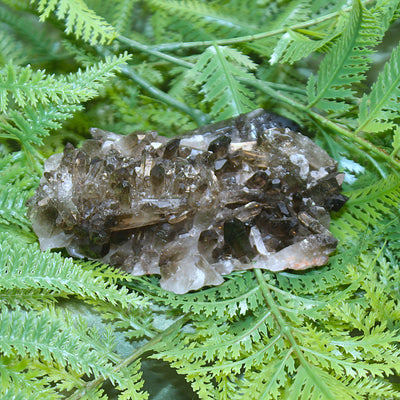 Smoky Quartz Cluster