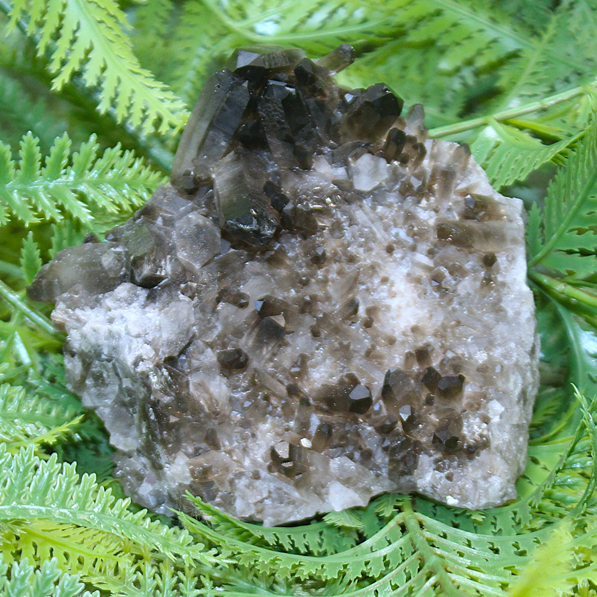 Smoky Quartz Cluster