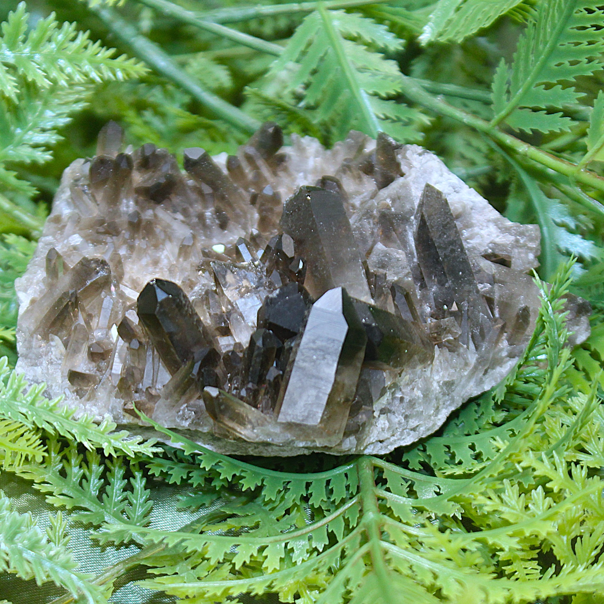 Smoky Quartz Cluster