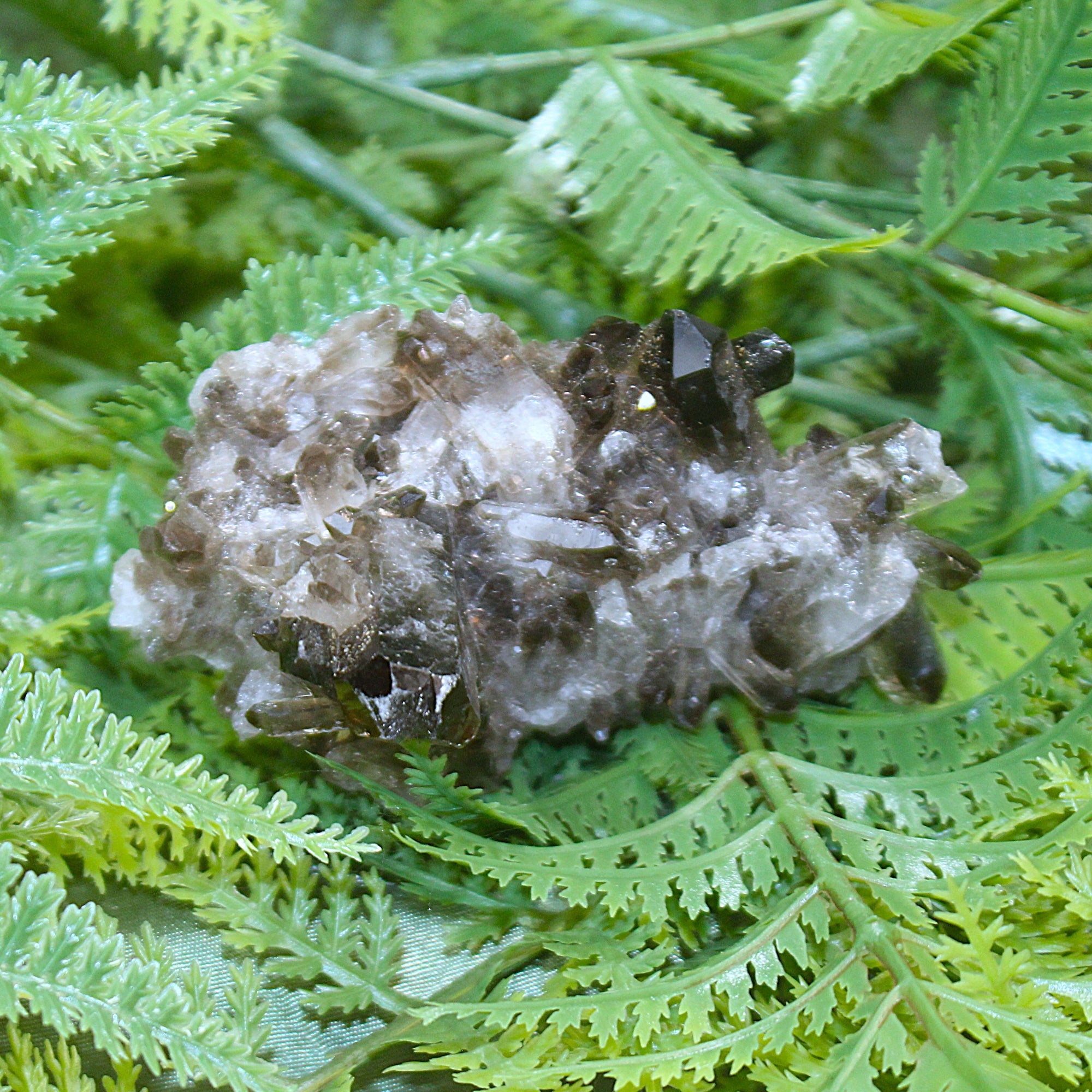 Smoky Quartz Cluster