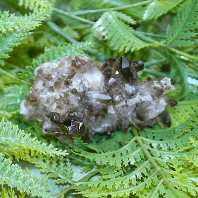 Smoky Quartz Cluster