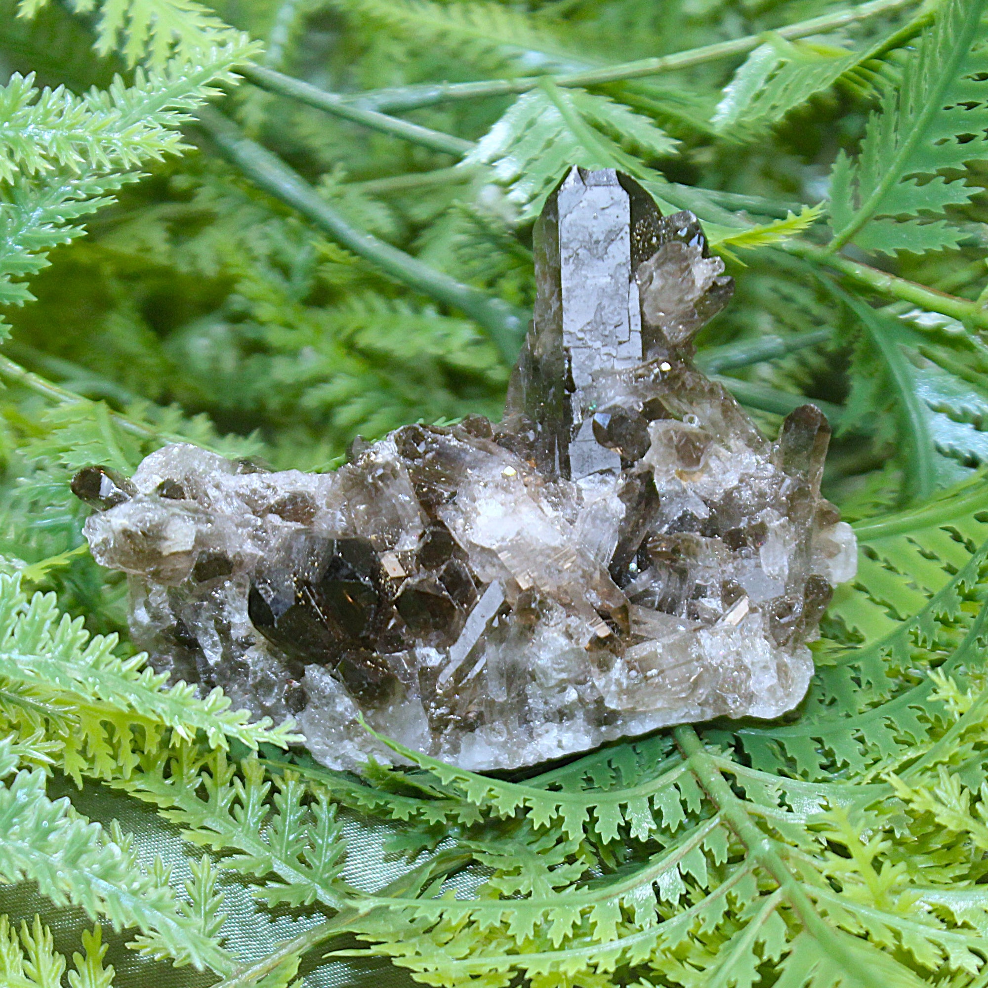 Smoky Quartz Cluster