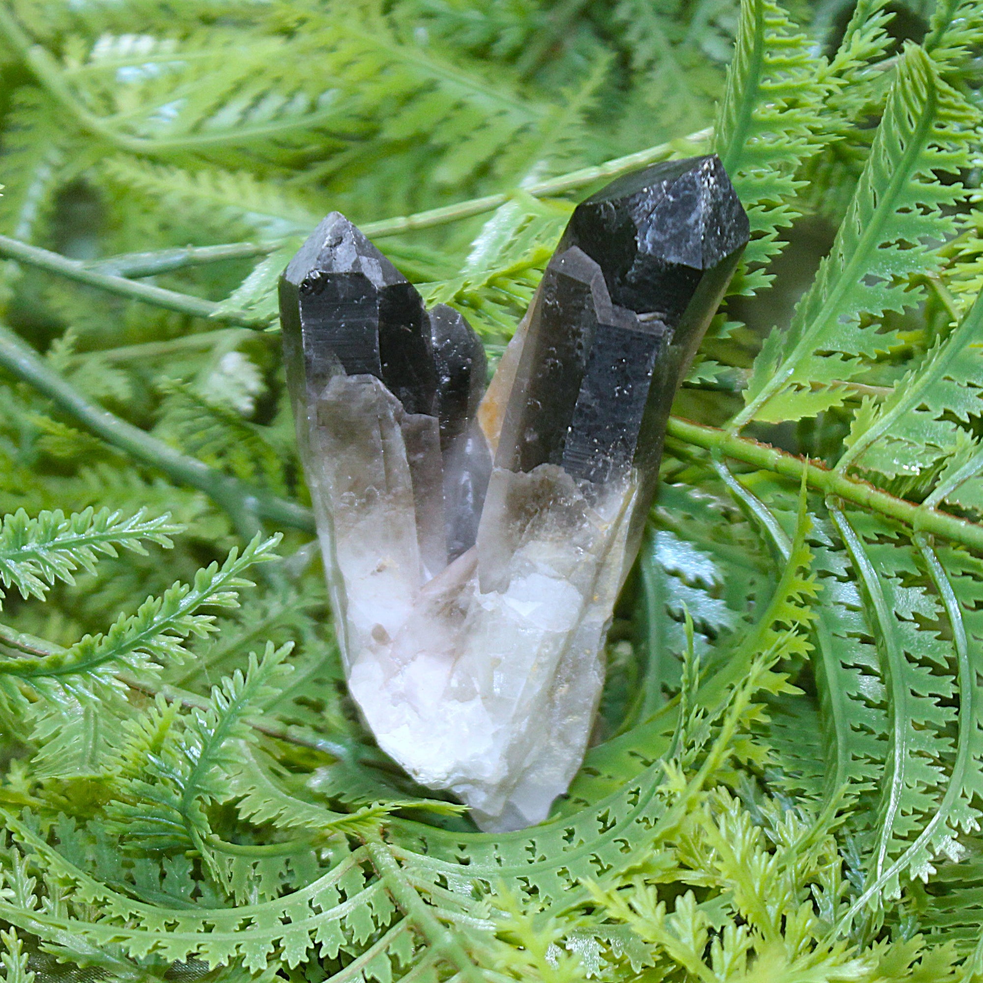 Smoky Quartz Cluster