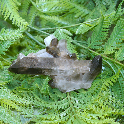 Smoky Quartz Cluster