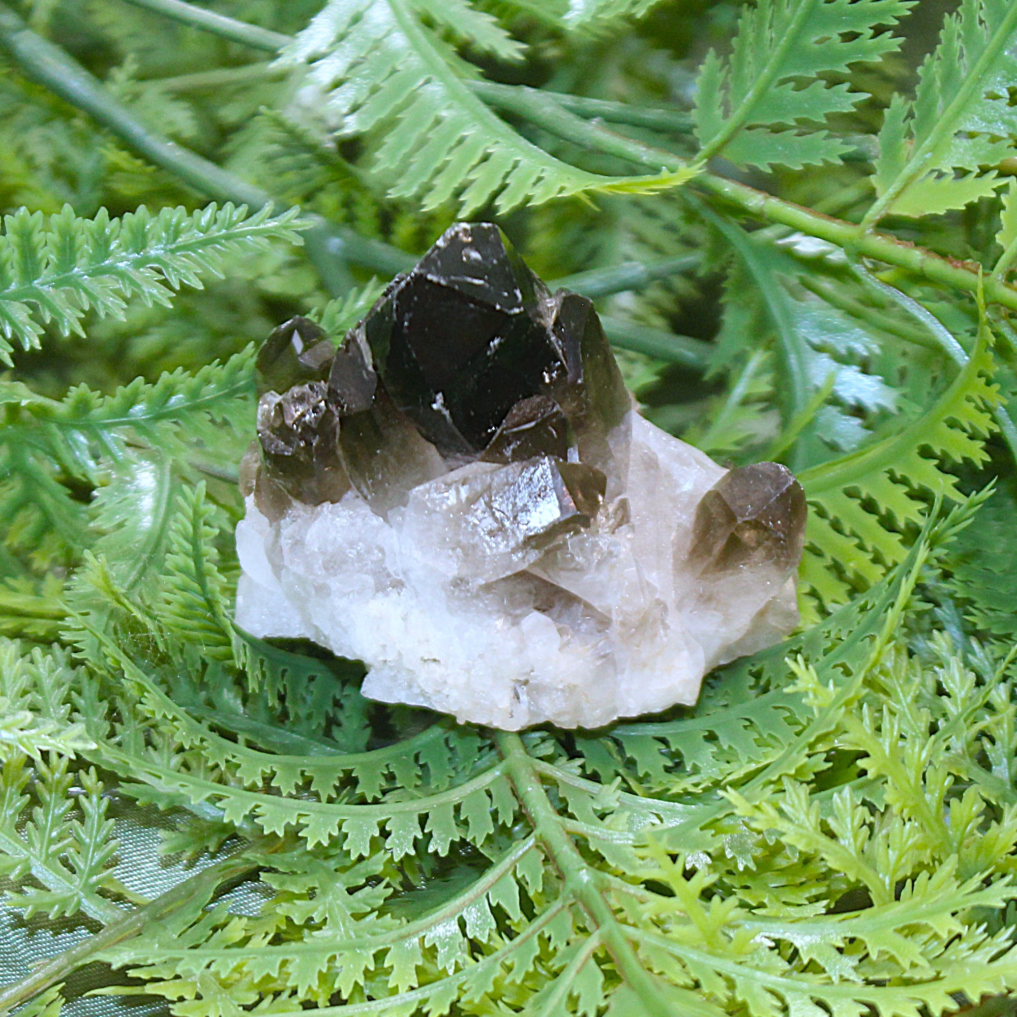 Smoky Quartz Cluster