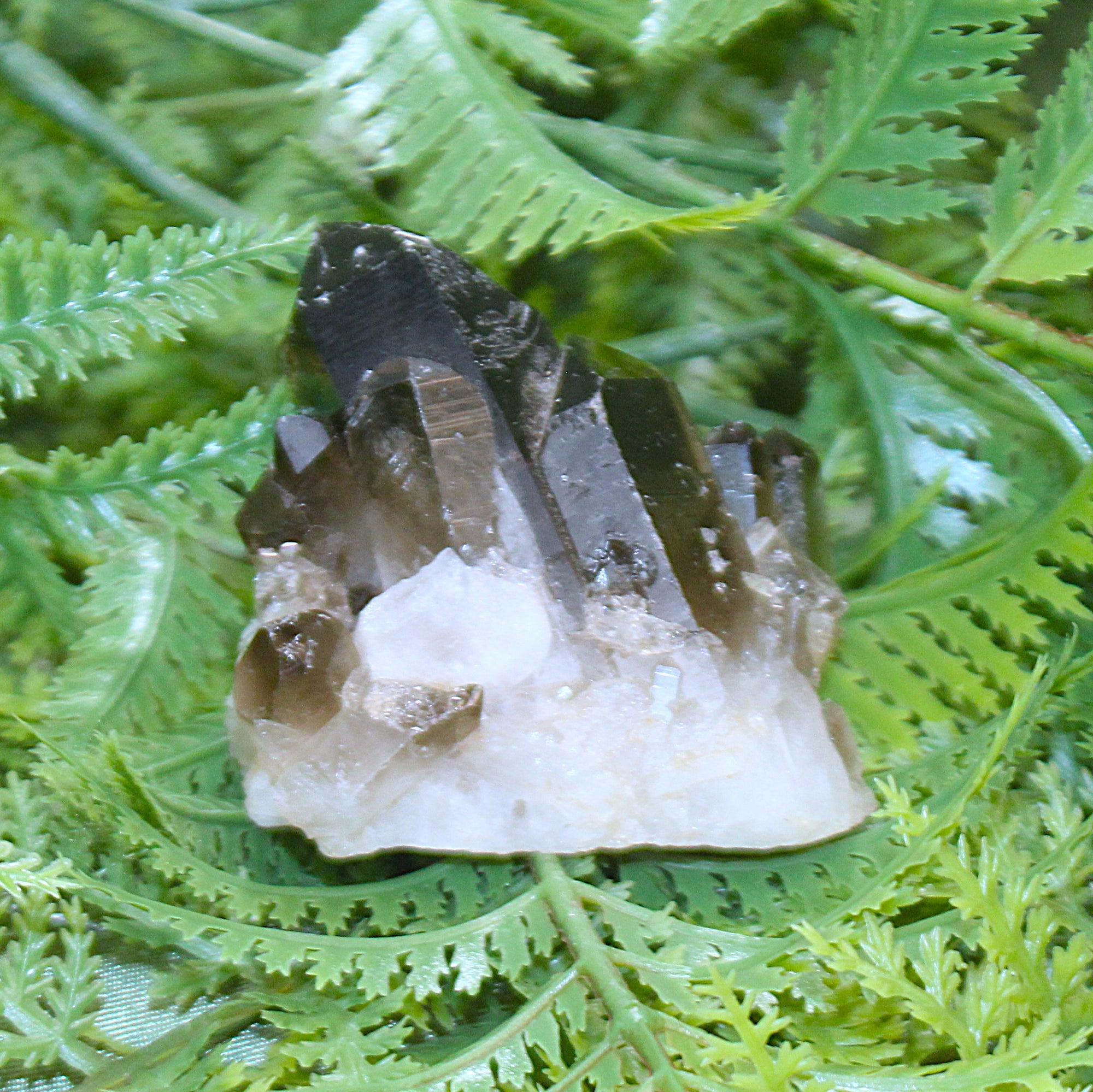 Smoky Quartz Cluster