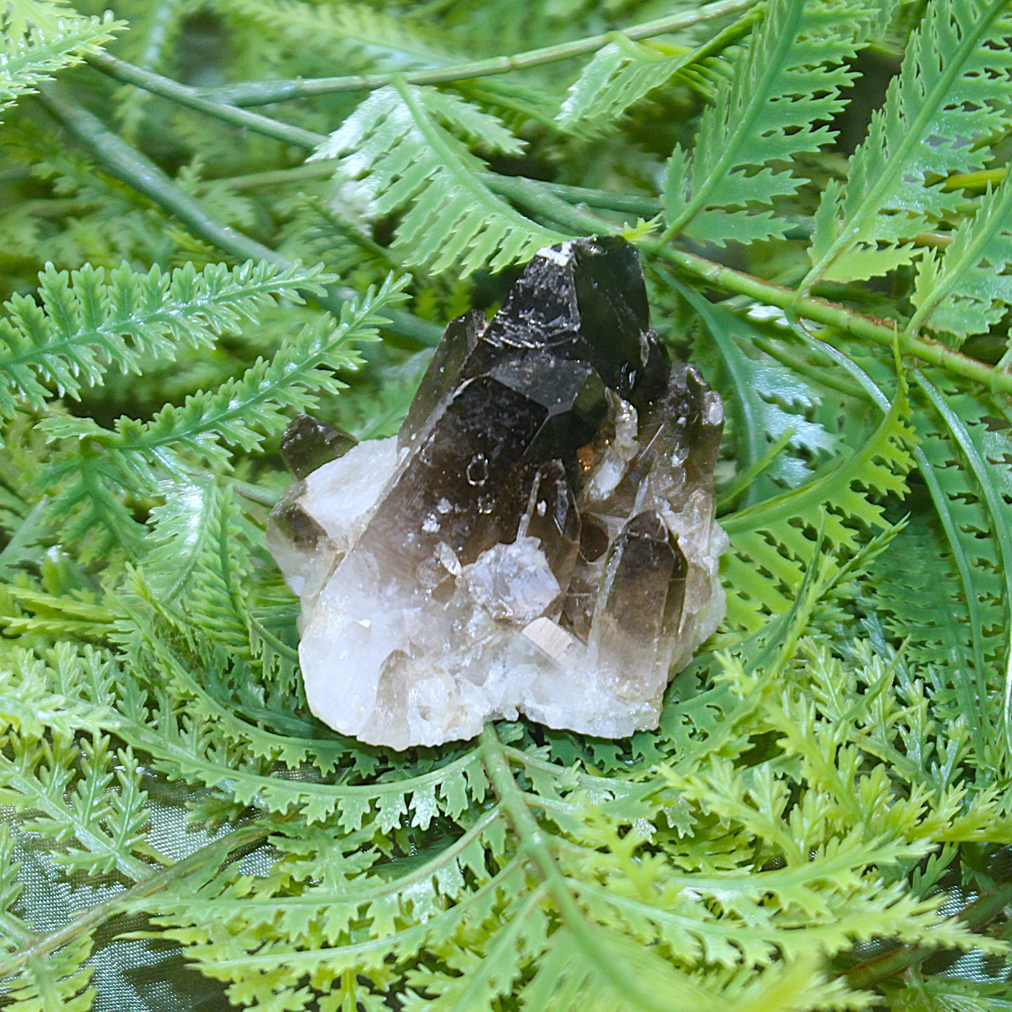 Smoky Quartz Cluster