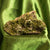 Raw Epidote