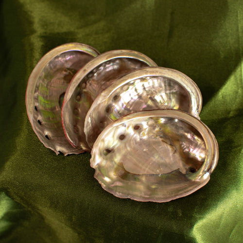 Mini Red Abalone Shell (Intuitively Chosen)