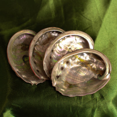 Mini Red Abalone Shell (Intuitively Chosen)